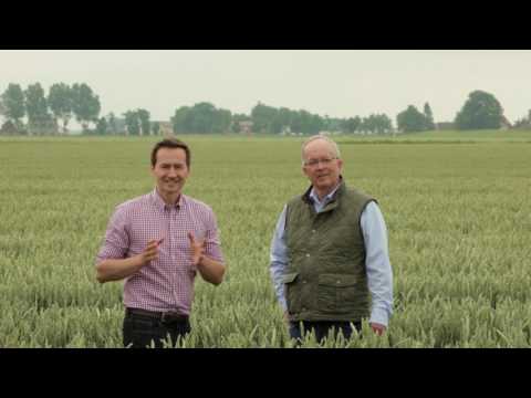 Prodax® – Der neue Wachstumsregler von BASF