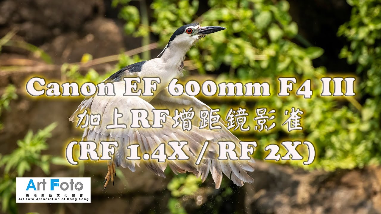 【攝影教學 #142】Canon EF 600mm F4 III 加上RF增距鏡影雀 (RF1.4X / RF2X) - Alex Fung FRPS, GMPSA, EFIAP/p