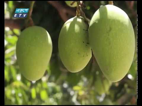 আমচাষীদের জন্য আর্শীবাদ ফণি