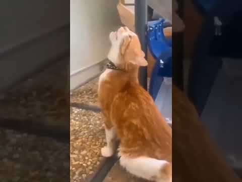 what's wrong with this cat #cat #shorts #funny