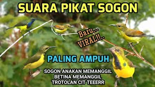 Download lagu Suara Pikat Sogon Anakan VS Betina Memanggil Paling Viral  mp3