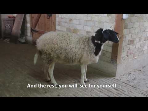 Lamb Sisters Reunited With Mother 0 Lamb Sisters Reunited With Mother