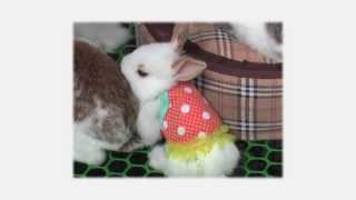 Fitz & The Tantrums - The End (Dream Sequence)