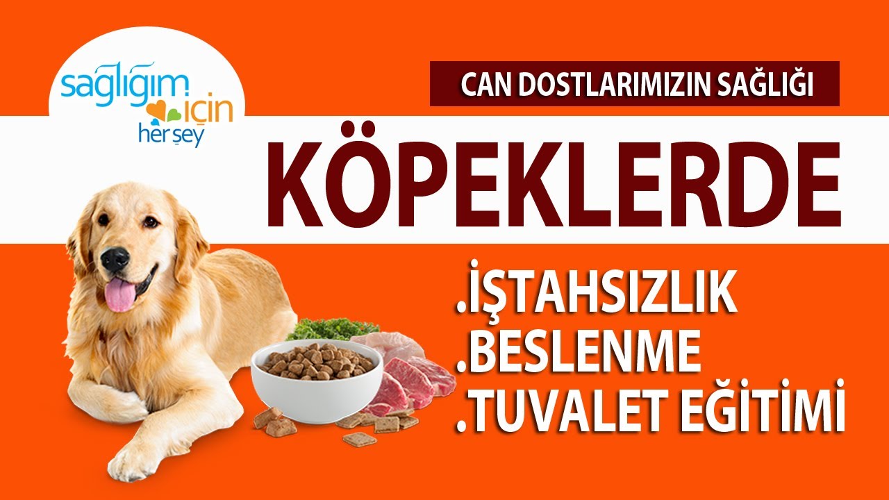 Köpeklerde Tuvalet Eğitimi, İştahsızlık ve Beslenme