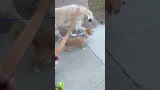 Video preview image #1 Mutt Puppy For Sale in Woodland Hills, CA, USA