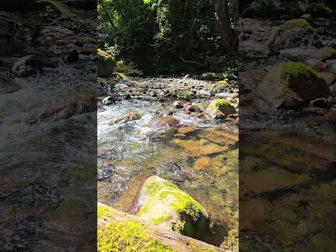 Río Coton #cotobrus #costarica #s24ultra