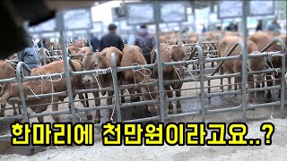 소 키우는 사람들이 적자인데도 계속 버티는 이유!!!