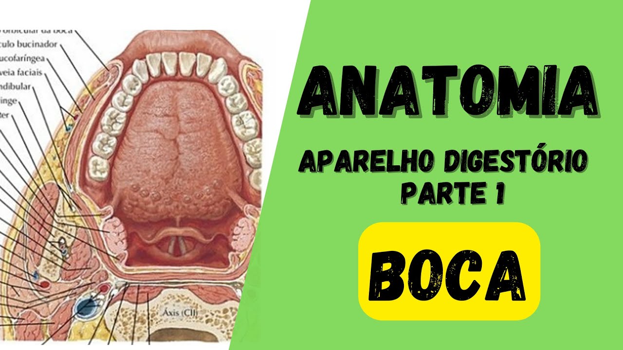 ANATOMIA  - Aparelho digestório (Parte 1) - Boca