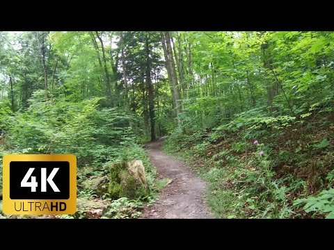 Virtual Hike Through The Wilderness of Canada - 4K Virtual Hike with Relaxing Forest Sounds
