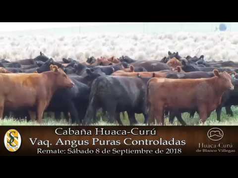 24-08-18 Vientres P.P., P.C. y P.R.  - Día de Campo - Cabaña Huaca Curú de Blanco Villegas - Tandil