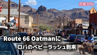 【アリゾナ】Oatmanにロバのベビーラッシュ到来【Route66】