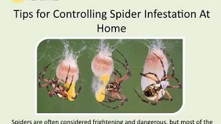 Tips for Controlling Spider Infestation At Home?