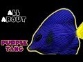 All About The Purple Tang