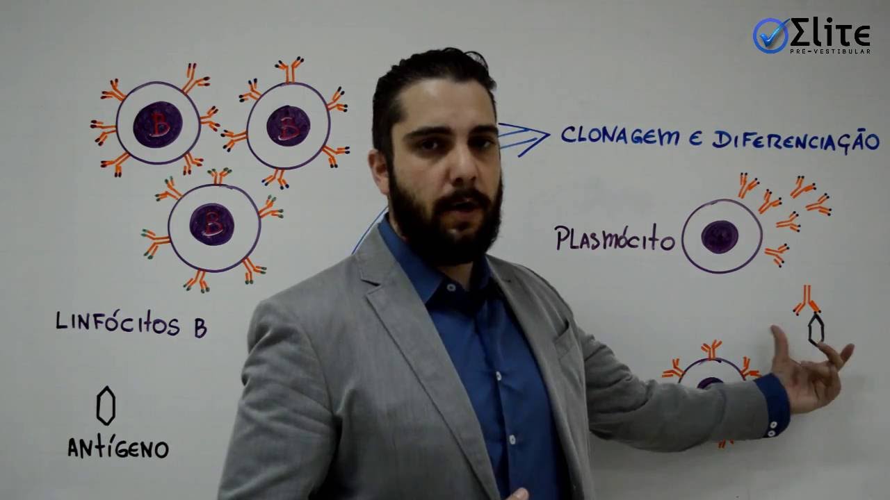 Imunologia (parte 1) - Linfócitos B