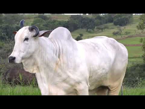 BIA FIV DA BURITI - ASPIRAÇÃO