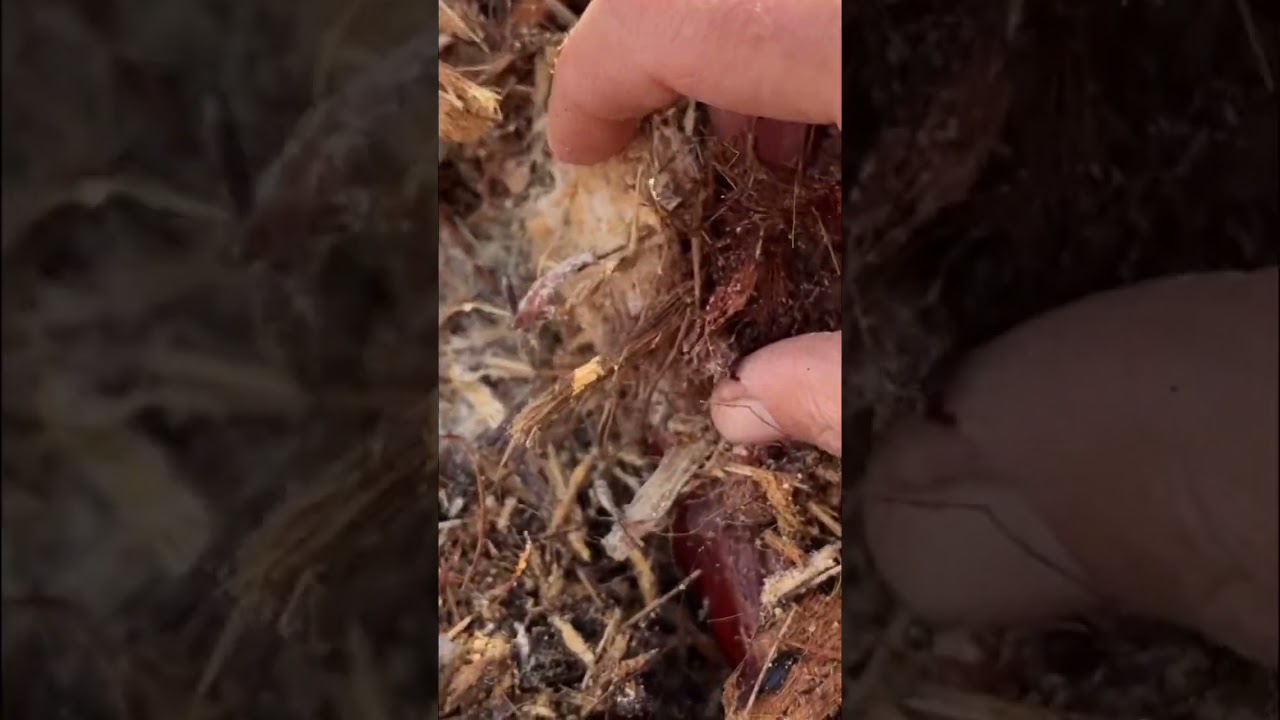 Mulch that garden. #mulch #mulching #savetheworld