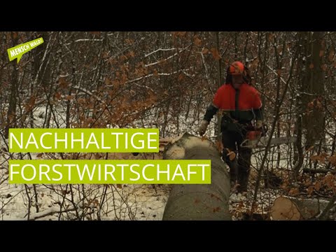 Nachhaltige Forstwirtschaft - Waldnutzung ohne Zerstörung