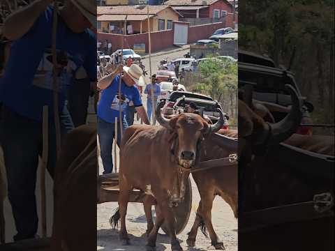 O COMEÇO DO DESFILE DE NATÉRCIA-MG #boiadeiro #roça #tradição #carreiro #carrodeboi #modao #gado