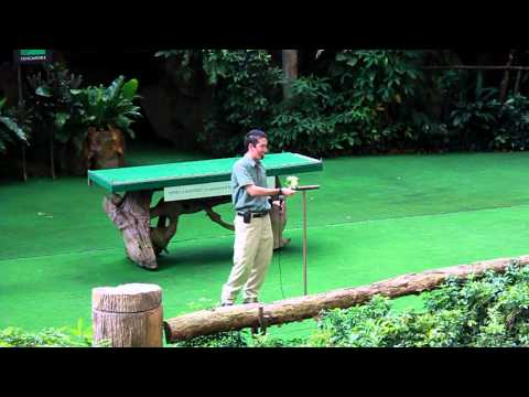 Happy Birthday - Birdspeak @ Jurong Birdpark, Singapore