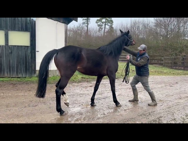 Cessation d&rsquo;&eacute;levage - Jument de 4 ans