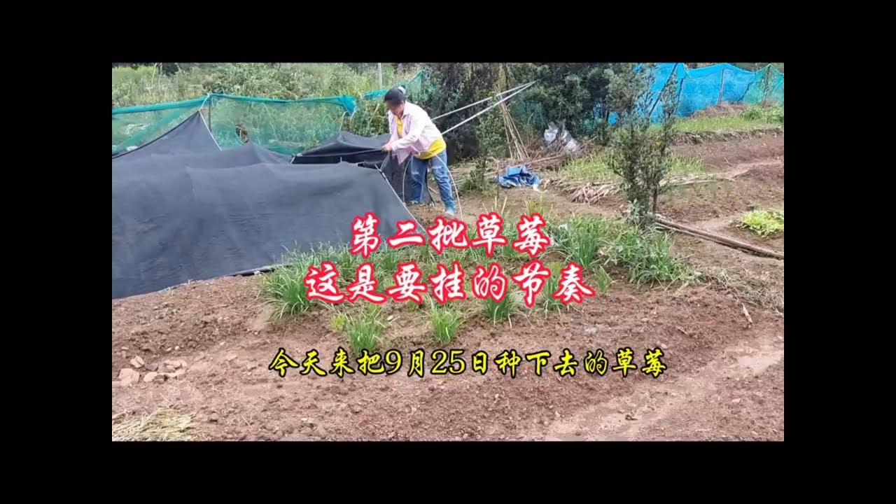 种下去第七天的草莓状态不佳，感觉又要挂了，种地好难啊！#我的小菜园 #草莓病毒病 #一分耕耘一分收获 #草莓 #三农种植