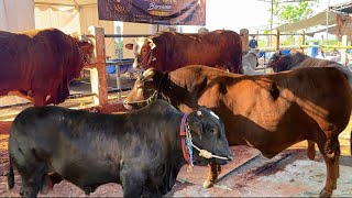 Download lagu LATEST UPDATES FROM THE BLITAR REGENT CUP CATTLE CONTEST, PACKED WITH MONSTER COWS🔥 mp3 Download lagu LATEST UPDATES FROM THE BLITAR REGENT CUP CATTLE CONTEST, PACKED WITH MONSTER COWS🔥 mp3