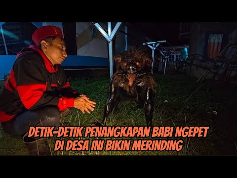 DETIK-DETIK Penangkapan Babi Ngepet di Desa Ini Bikin Merinding #purwamisteri 