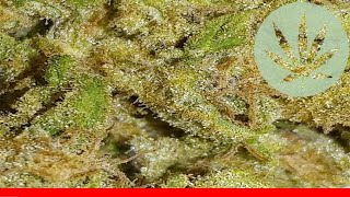 Blue Frost - All About This Strain