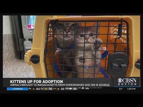 19 Cats From Georgia Now Up For Adoption In Massachusetts