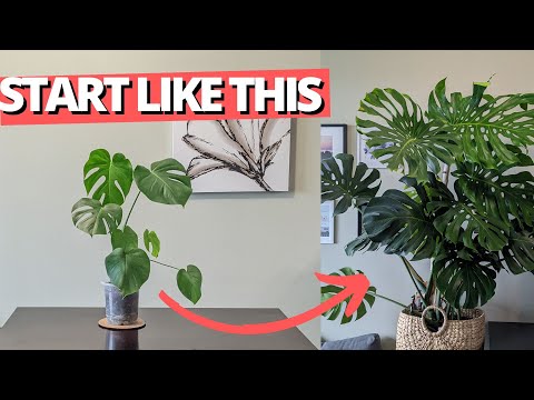 How to set up your Monstera for success