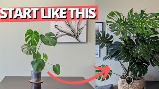 How to set up your Monstera for success