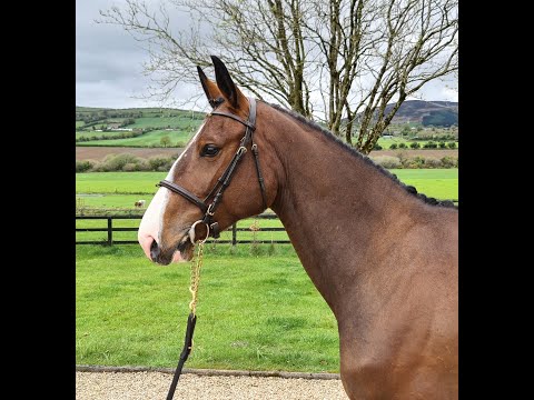 All Star X Cornet du Lys - Jumping Under Saddle