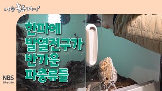 [나는농부다 286회] 한파에 발열 전구가 반가운 파충류들