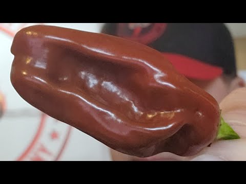 Aji Chombo Chocolate  Pepper Review