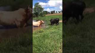 Os brutos 🐃🐂 #shorts