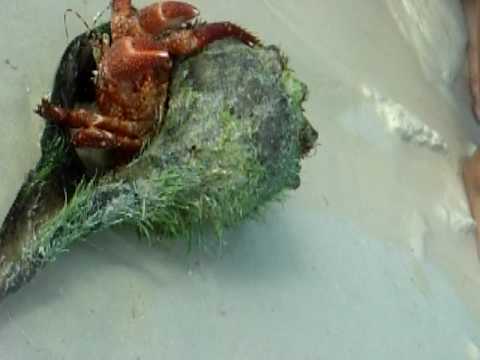 Giant Paguro - Paguro gigante a Isla Holbox (Mexico)