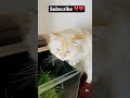 Naughty Baby Suddenly Becomes Innocent Reels India Tiktok Youtube Dubai Vlog Viral New