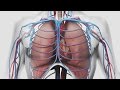 Au coeur des organes : La respiration