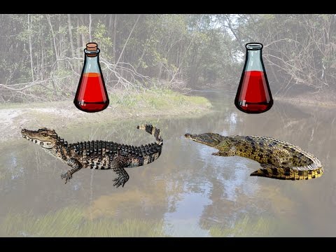 Русская Рыбалка 3.99 (Russian Fishing) Кайман гладколобый на Янтарном ручье