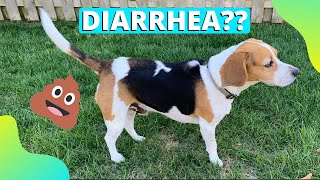 What To Do When Your Dog Has Diarrhea! (Dog Diarrhea Treatment)