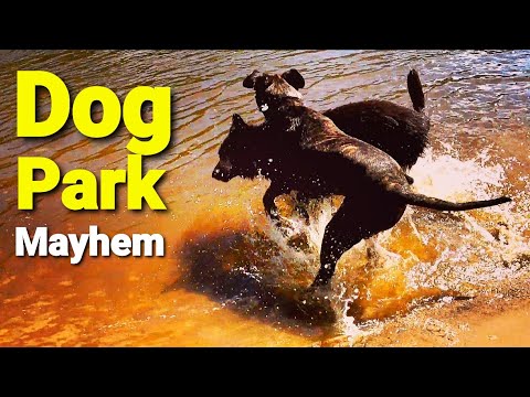 Dog Park Mayhem!! - The Art of K9 Socialization