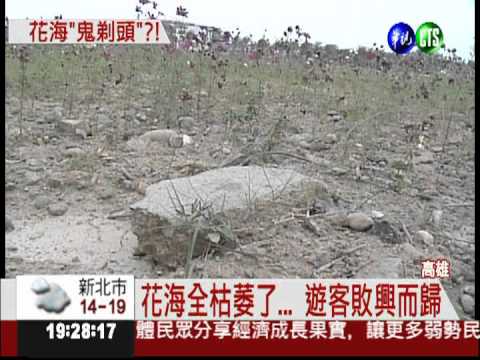 光禿禿! 高市鳥松區花海攏係假