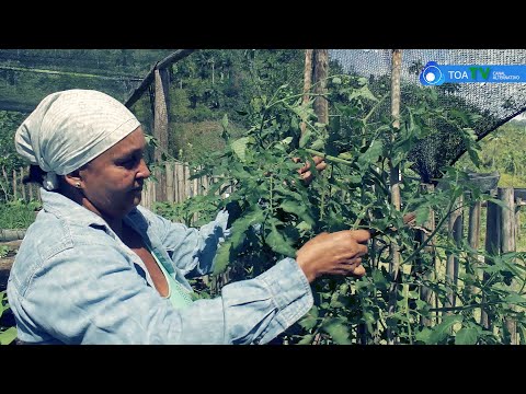Con un pedacito de tierra está todo