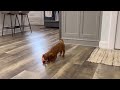 Cavalier King Charles Spaniel dogs for sale: Finn - Video 1