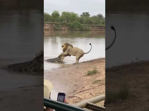 狮子能逃脱鳄鱼的攻击吗？Can a lion escape a crocodile's attack?#热门 #大熱門 #funny #動物 #animals
