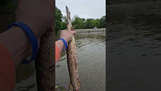 #fishing #fishingvideo