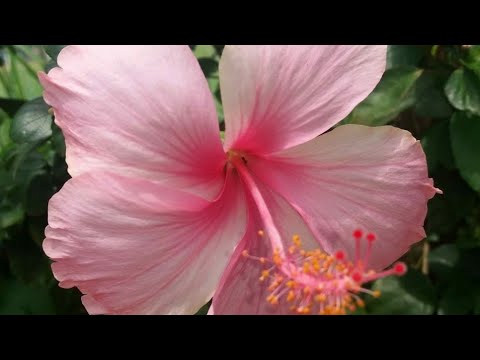 My photography| Beauty of nature...