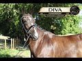 Jument hanovrienne Dressage 5 ans - DamschinoXStedinger