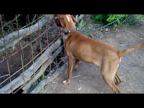 Gjuetia ne Suhareke-Terrier