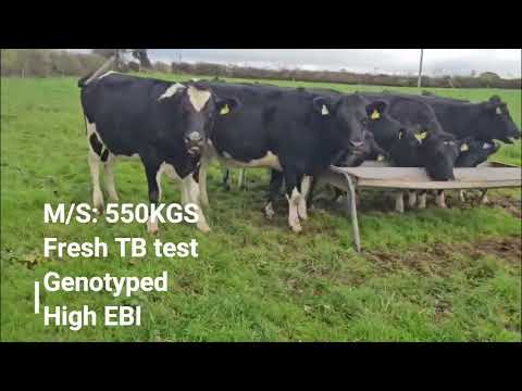 High EBI in-calf heifers, maiden heifers, cows - Image 2